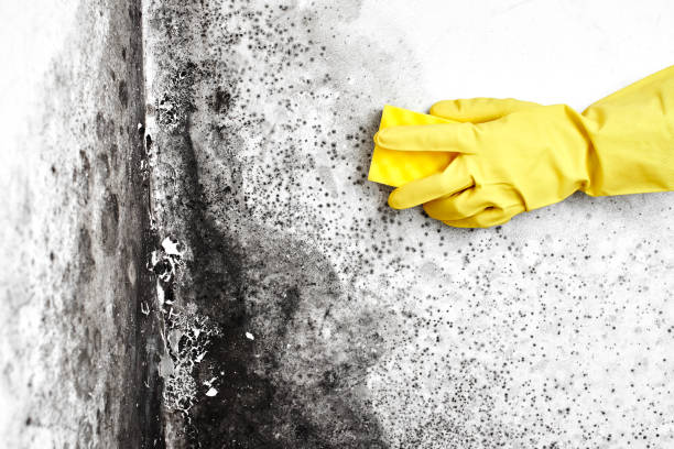 Best Toxic Mold Removal  in Indian River Estates, FL