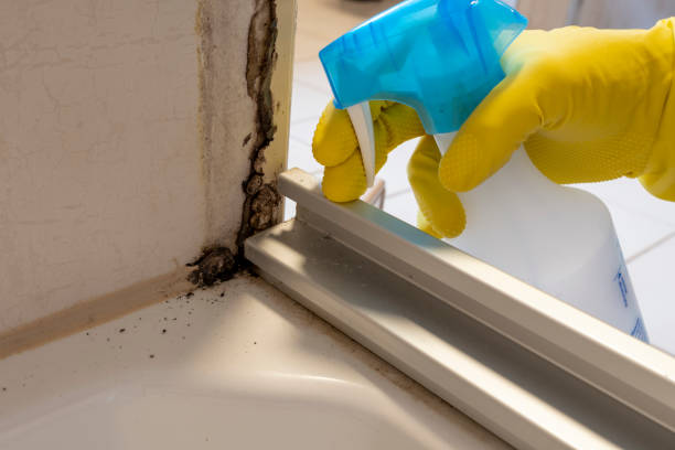 Best Mold Damage Repair  in Indian River Estates, FL