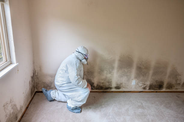 Best Professional Mold Removal  in Indian River Estates, FL